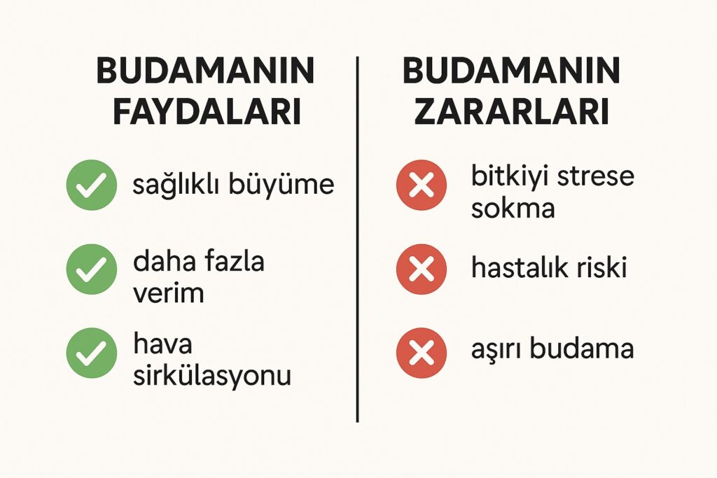 domates budamanın faydaları