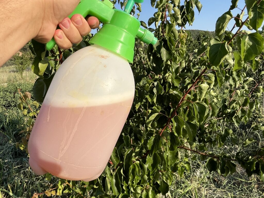 yaprak biti ilacı ile haşerelere son
