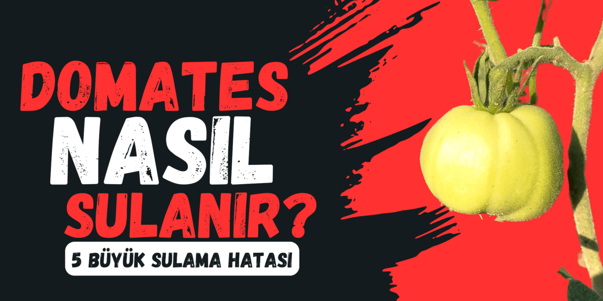domates nasıl sulanır