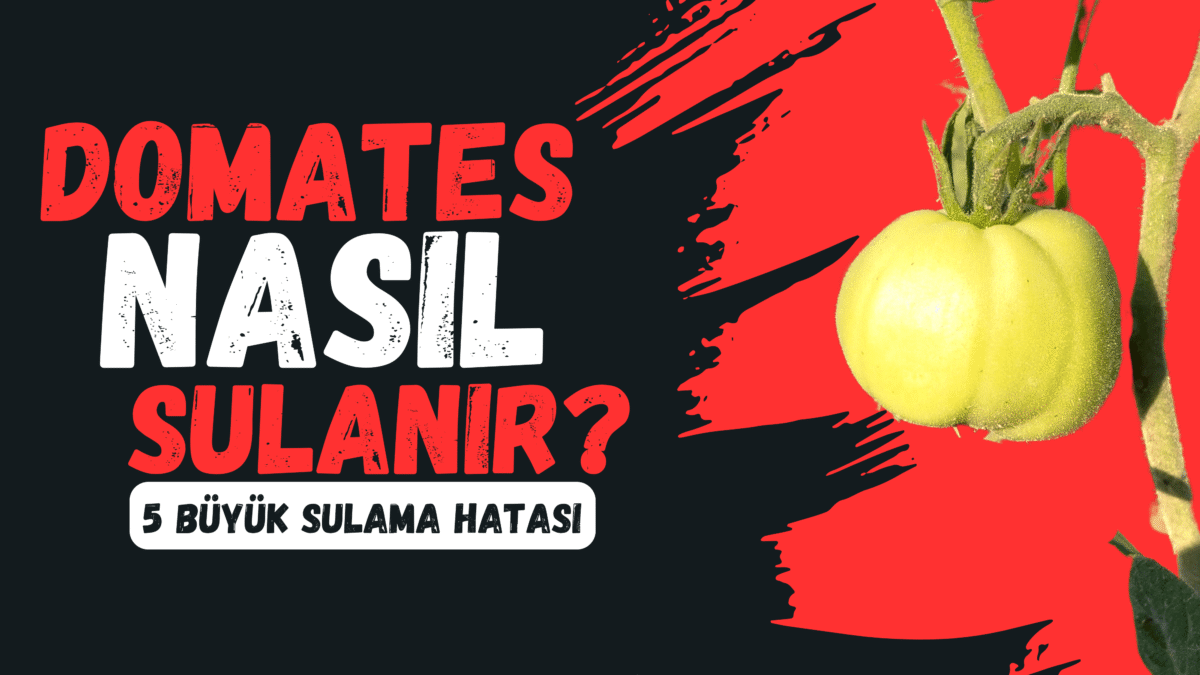 domates nasıl sulanır