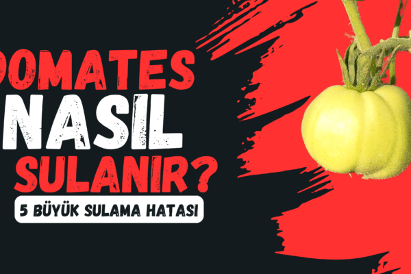 domates nasıl sulanır