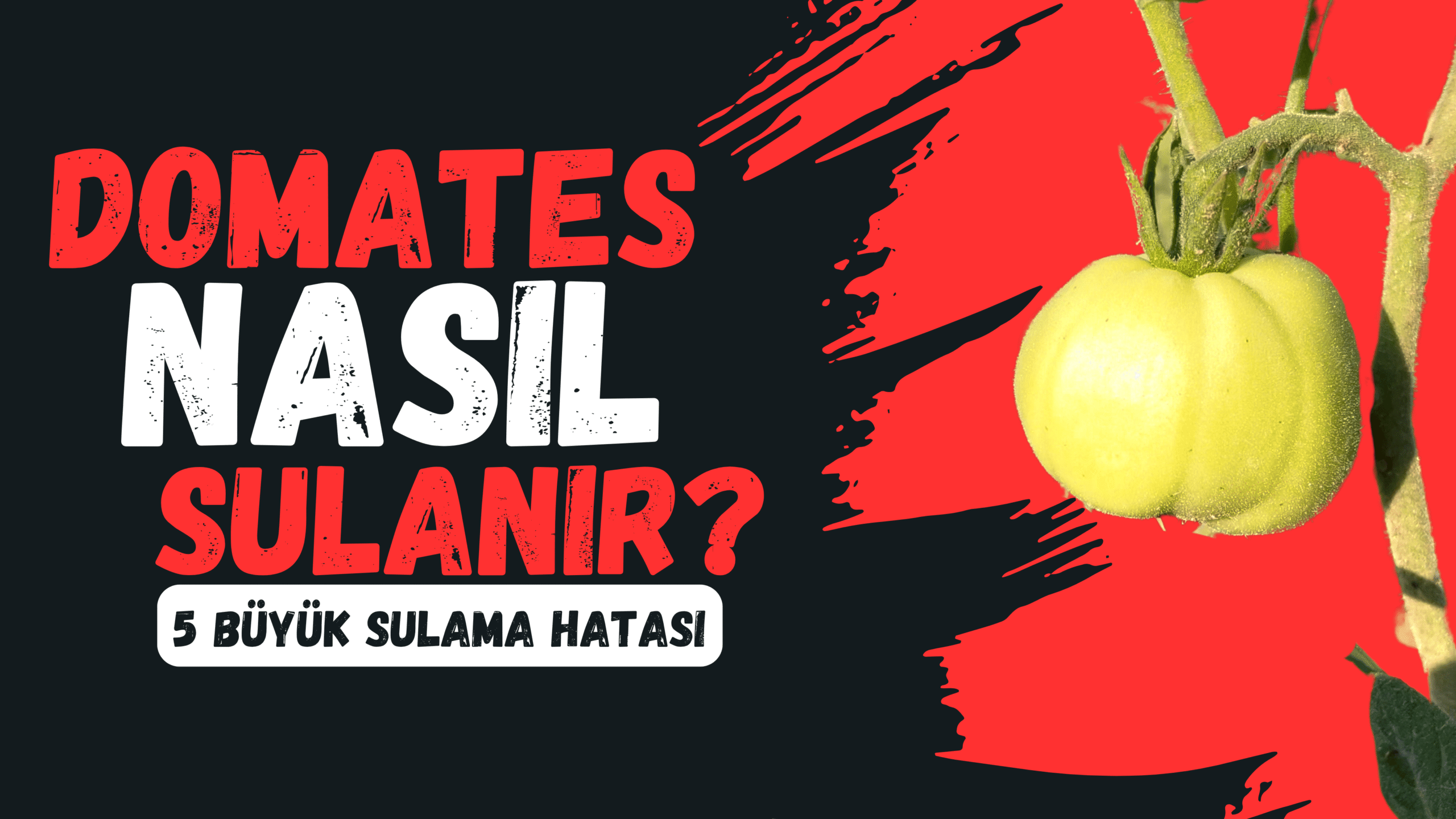 Domates Nasıl Sulanır? Lezzeti Zirveye Taşıyan 7 Akıllı Yöntem