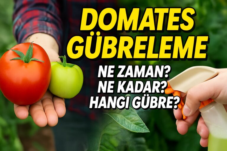 Domates Gübreleme ile Rekor Verim! 3 Adımda Meyve Patlaması