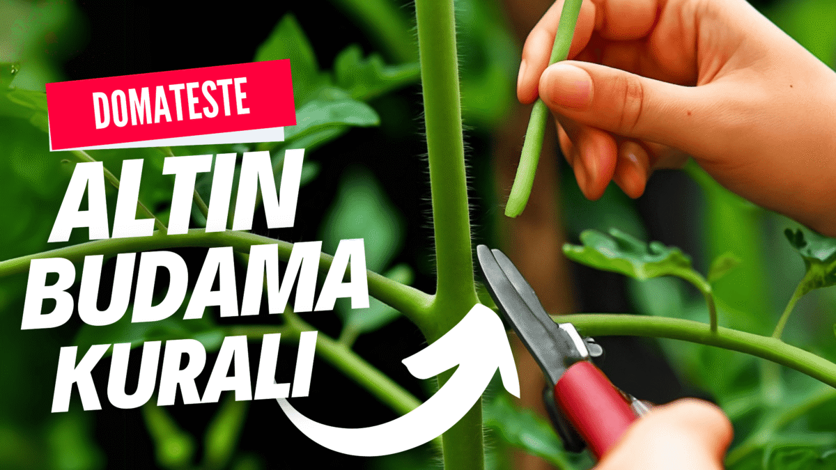 Domates Budama