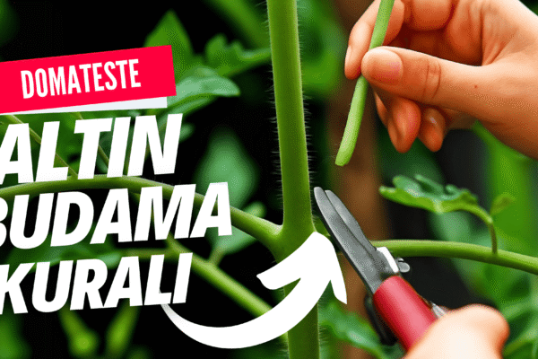 Domates Budama