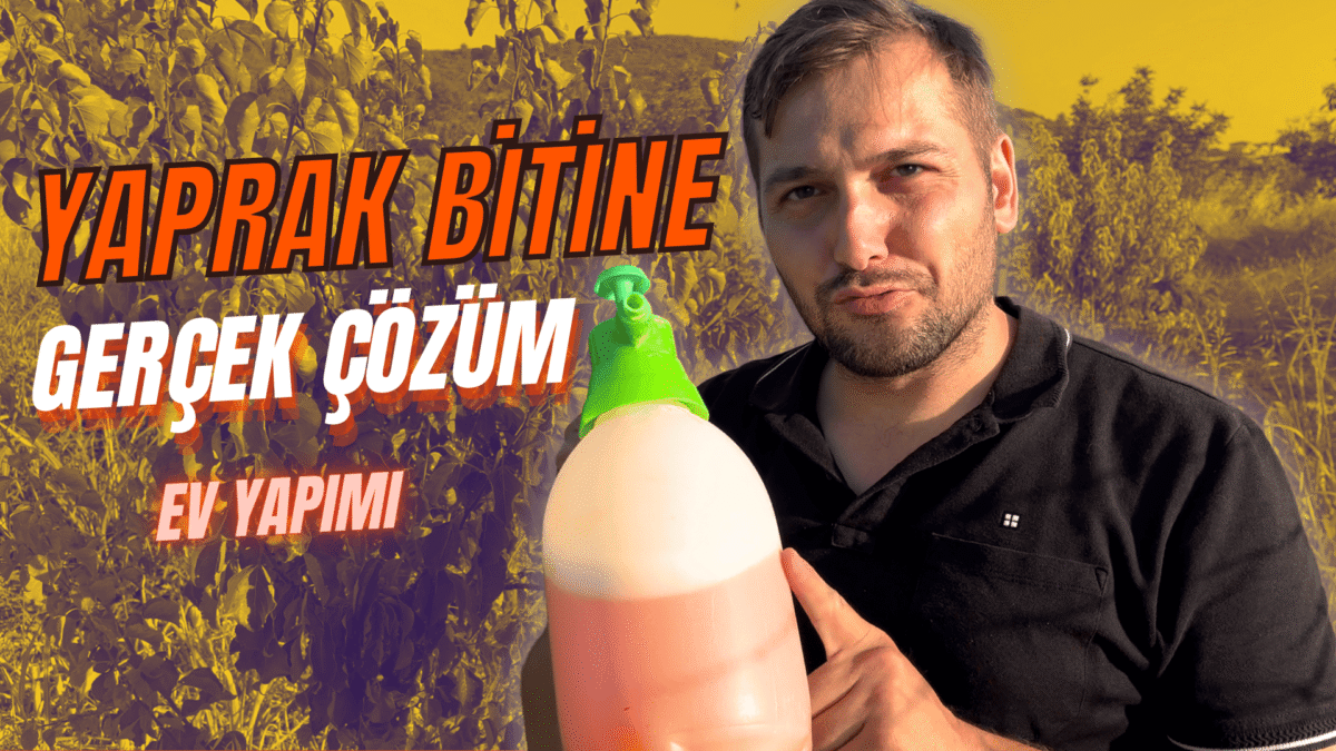 Yaprak biti istilasına karşı doğal mücadeleyi anlatan görsel