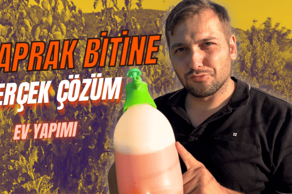 Yaprak biti istilasına karşı doğal mücadeleyi anlatan görsel