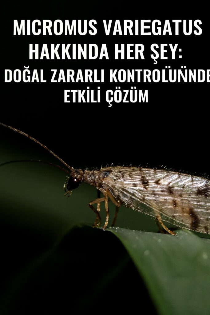 Micromus variegatus blog