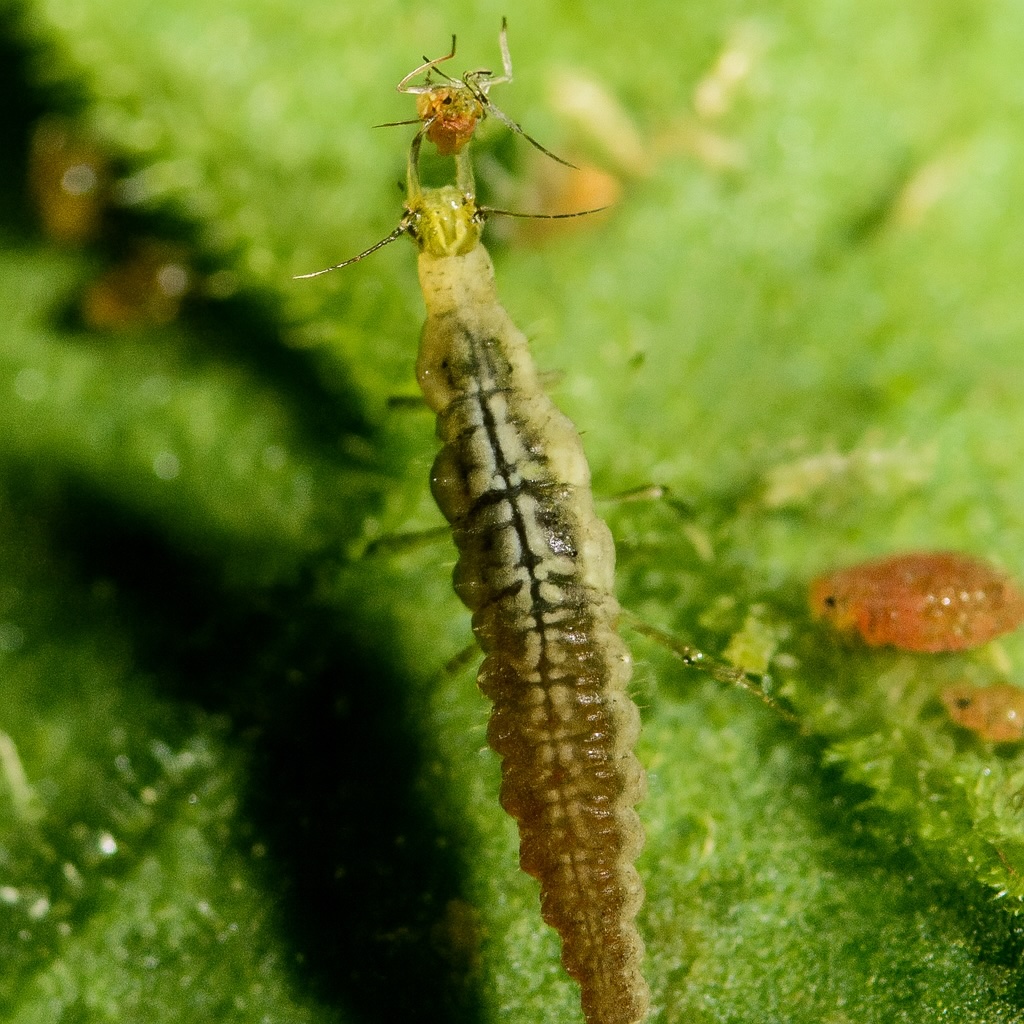 Micromus variegatus