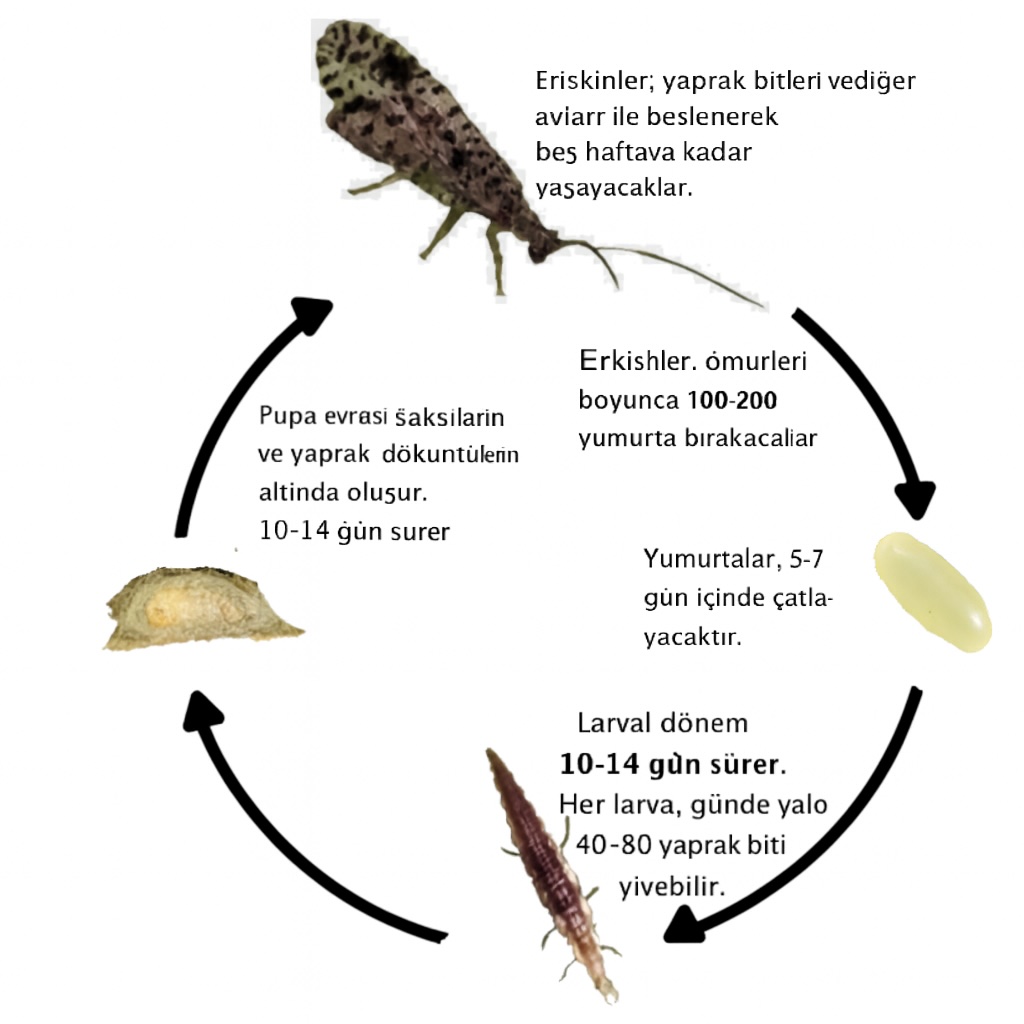Micromus variegatus döngüsü