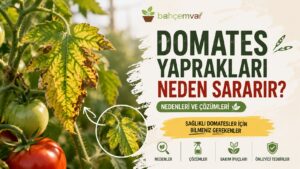 Domates Yaprakları Neden Sararır? 7 Asıl Sebep ve Pratik Çözümleri